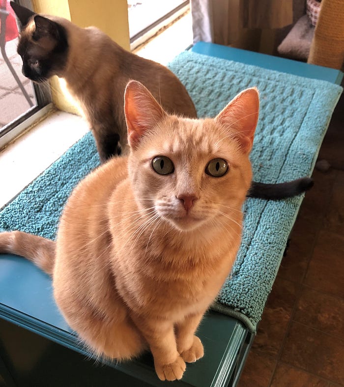 The Cat Who Snitches On His Friends