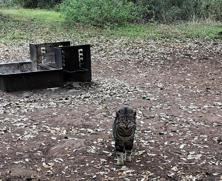 Ten Steps to Saving a Kitten While Attempting to Retreat Camp