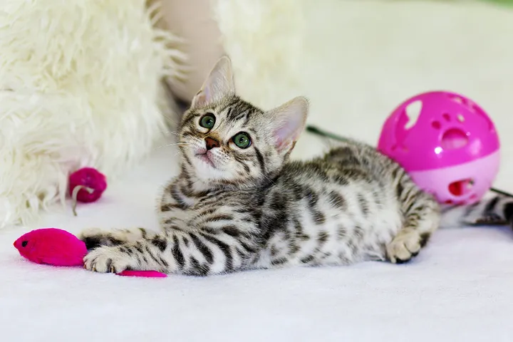 Top Ten Best Cat Toys Ever!