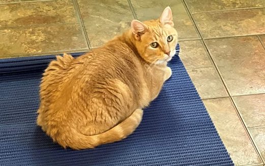 Two orange tabby cats laying on a blue yoga mat